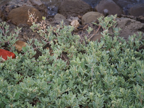 Image of Maximowicz's Saltbush (Atriplex maximowicziana) by no rights reserved