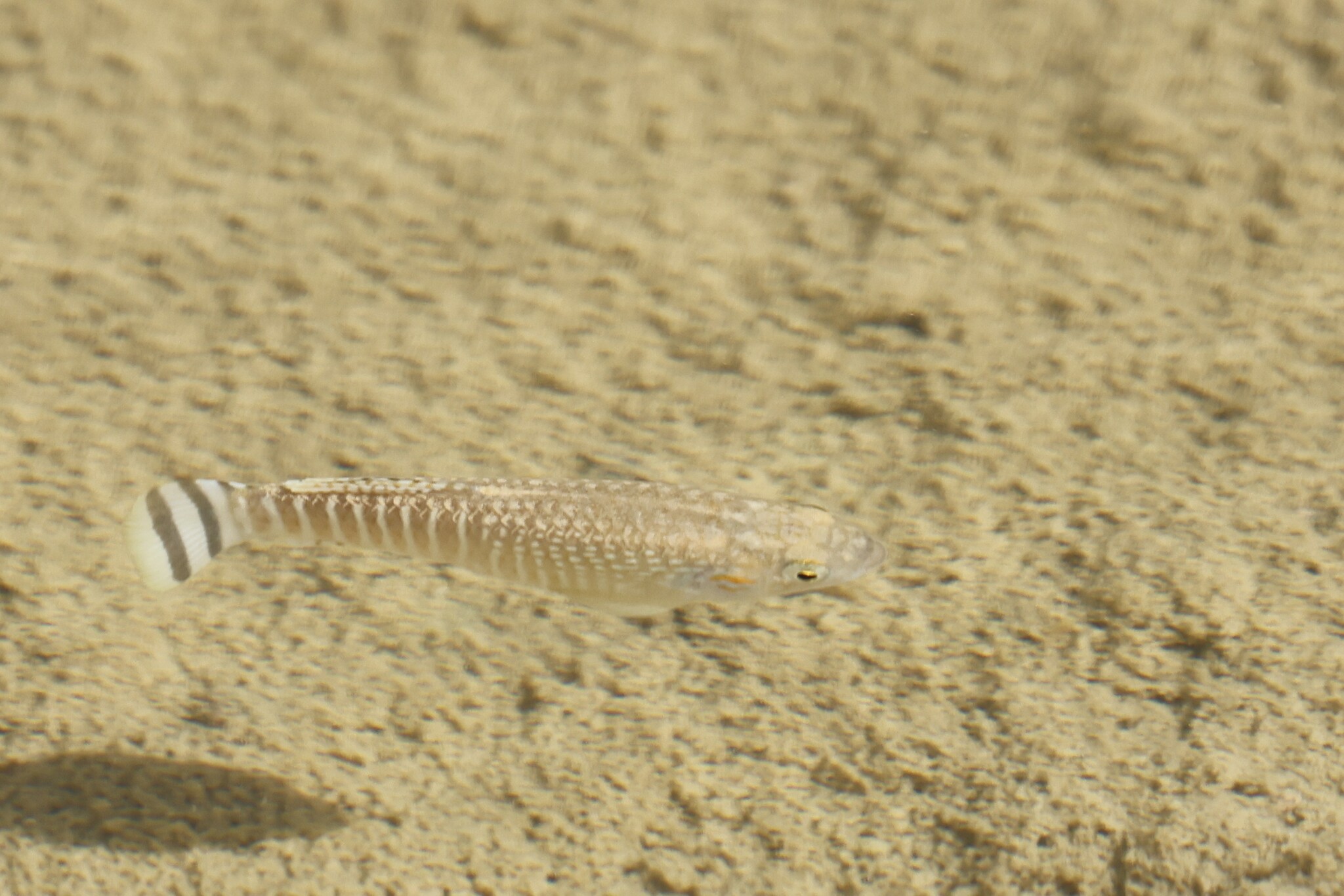 Aphaniops kruppi
