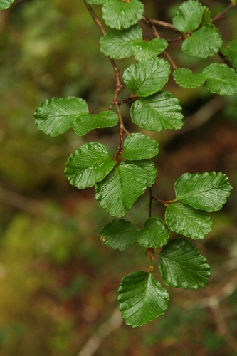 Nothofagus gunnii (Nothofagus gunnii)