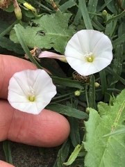 Convolvulus arvensis