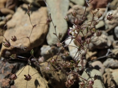 Nemacladus inyoensis