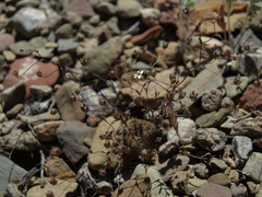 Nemacladus inyoensis