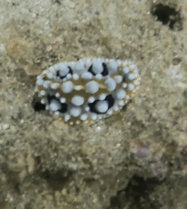 Ocellated Wart Slug