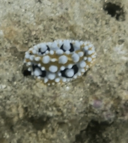 Ocellate Phyllidia (Phyllidia ocellata)
