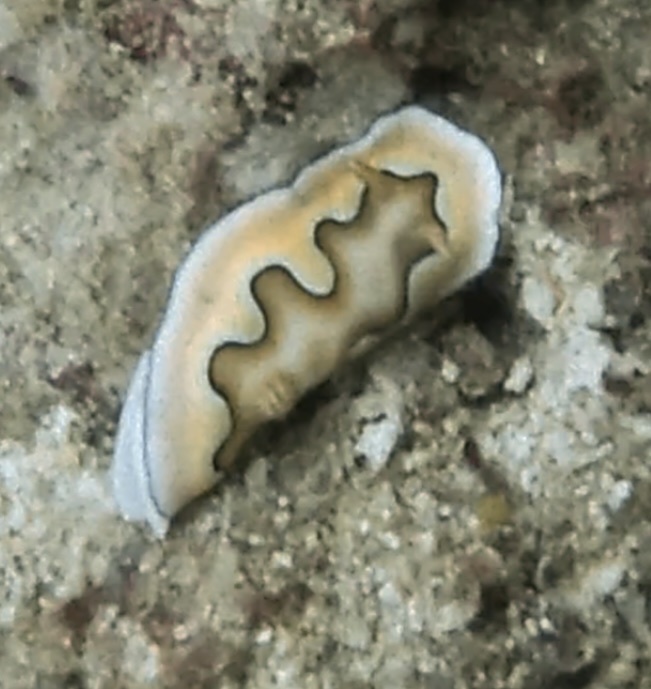 Coi's Goniobranchus
