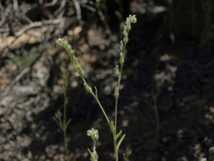 Cryptantha scoparia