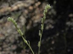 Cryptantha scoparia