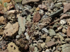 Nemacladus inyoensis