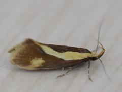 Harpella forficella