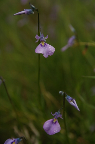 Image of Wild Violet (Pigea calycina) by no rights reserved
