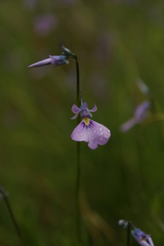 Image of Wild Violet (Pigea calycina) by no rights reserved