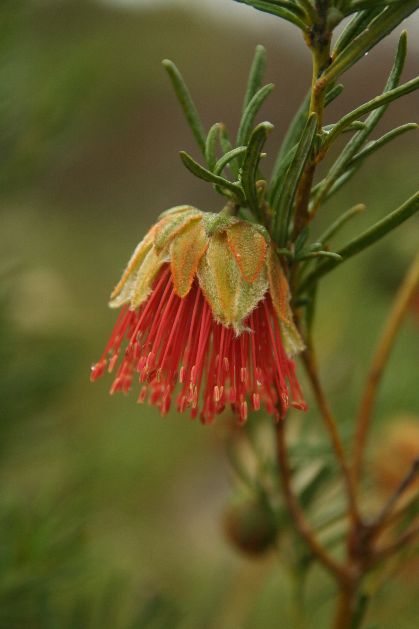 Diplolaena angustifolia