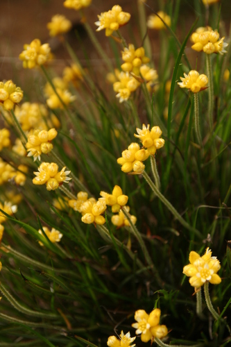 Conostylis aculeata (Conostylis aculeata)