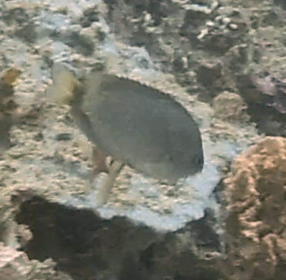 Grey Damsel