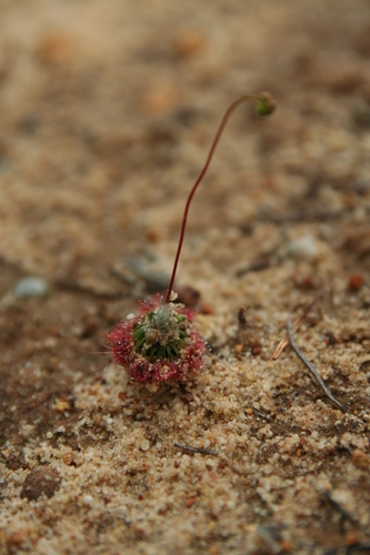 Drosera eneabba