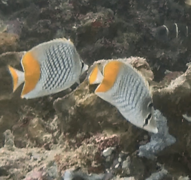 Cross-hatch Butterflyfish