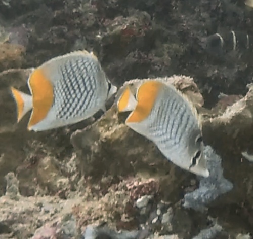 Crosshatch Butterflyfish (Chaetodon xanthurus)