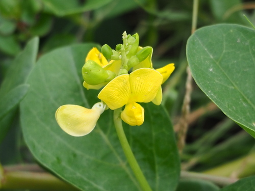Image of Vigna marina by no rights reserved