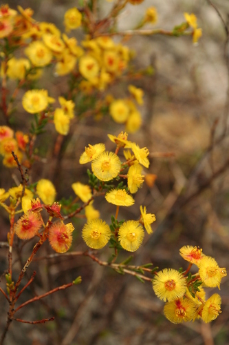 Image of Verticordia nobilis by no rights reserved