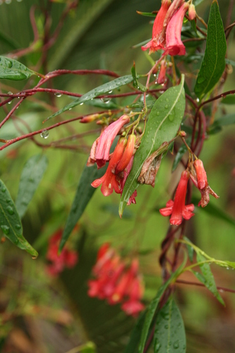 Marianthus erubescens (Marianthus erubescens)