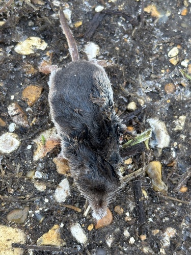 Common Shrew (Sorex araneus)