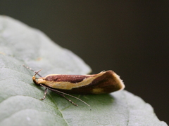 Harpella forficella