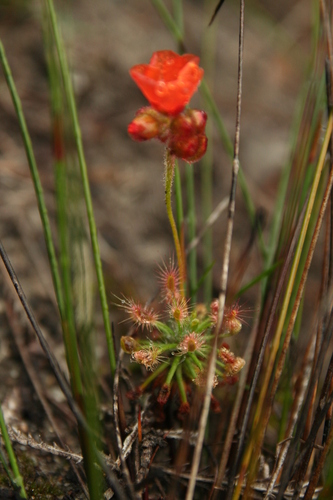 Drosera barbigera (Drosera barbigera)