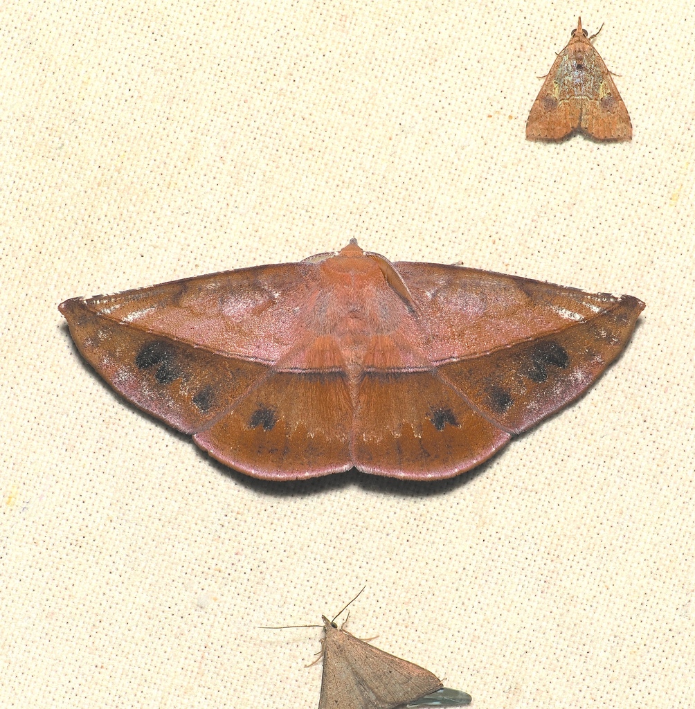 Sarcinodes derufata