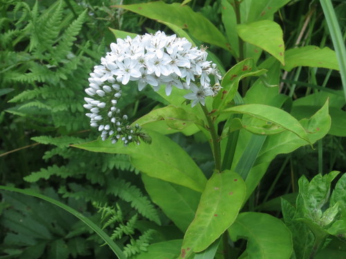 Lysimachia clethroides