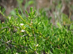 author not stated, no rights reserved Scaevola hainanensis, photograph author not stated, no rights reserved