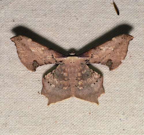 Xylinophylla maculata