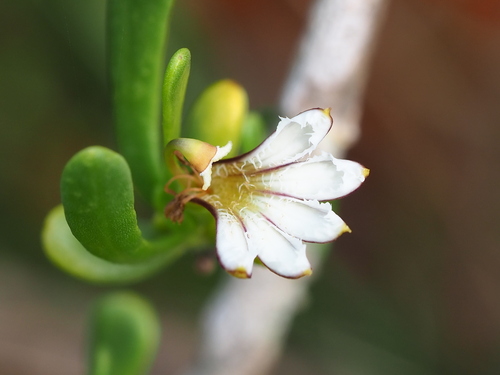 Scaevola hainanensis, photograph 6