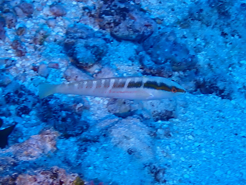Pale-barred Coris