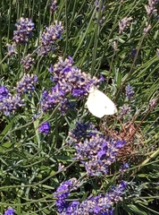 Pieris