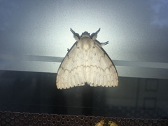 Lymantria xylina