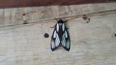 Macrobrochis prasena