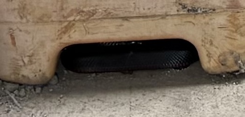 Red-bellied Black Snake sighting