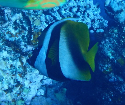 Masked Bannerfish