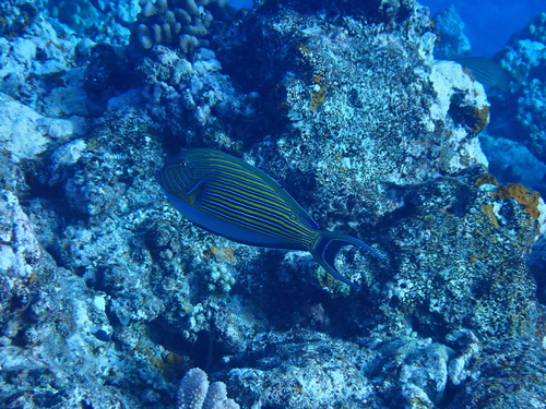 Striped Surgeonfish