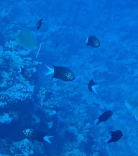 Pale-tail Chromis