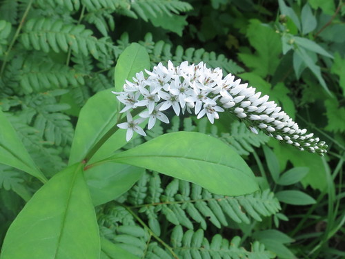 Lysimachia clethroides