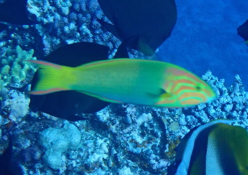 Sunset Wrasse