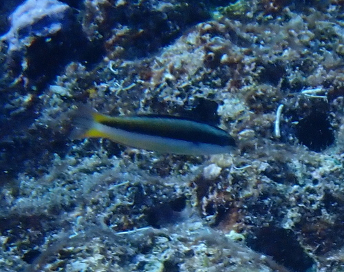 Blue-headed Wrasse
