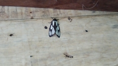 Macrobrochis prasena