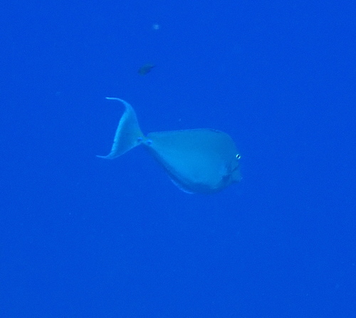 Bluespine Unicornfish