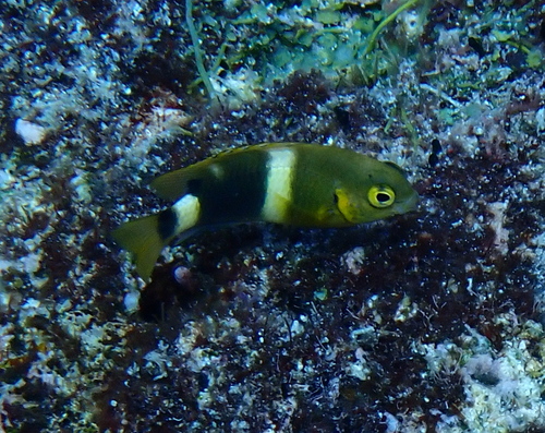 Pacific Surge Damselfish