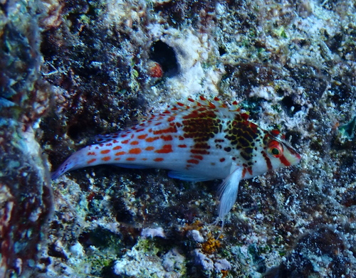 Dwarf Hawkfish