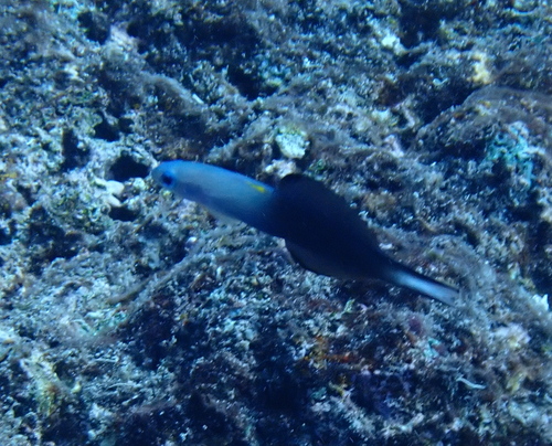 Twotone Dartfish