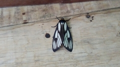 Macrobrochis prasena