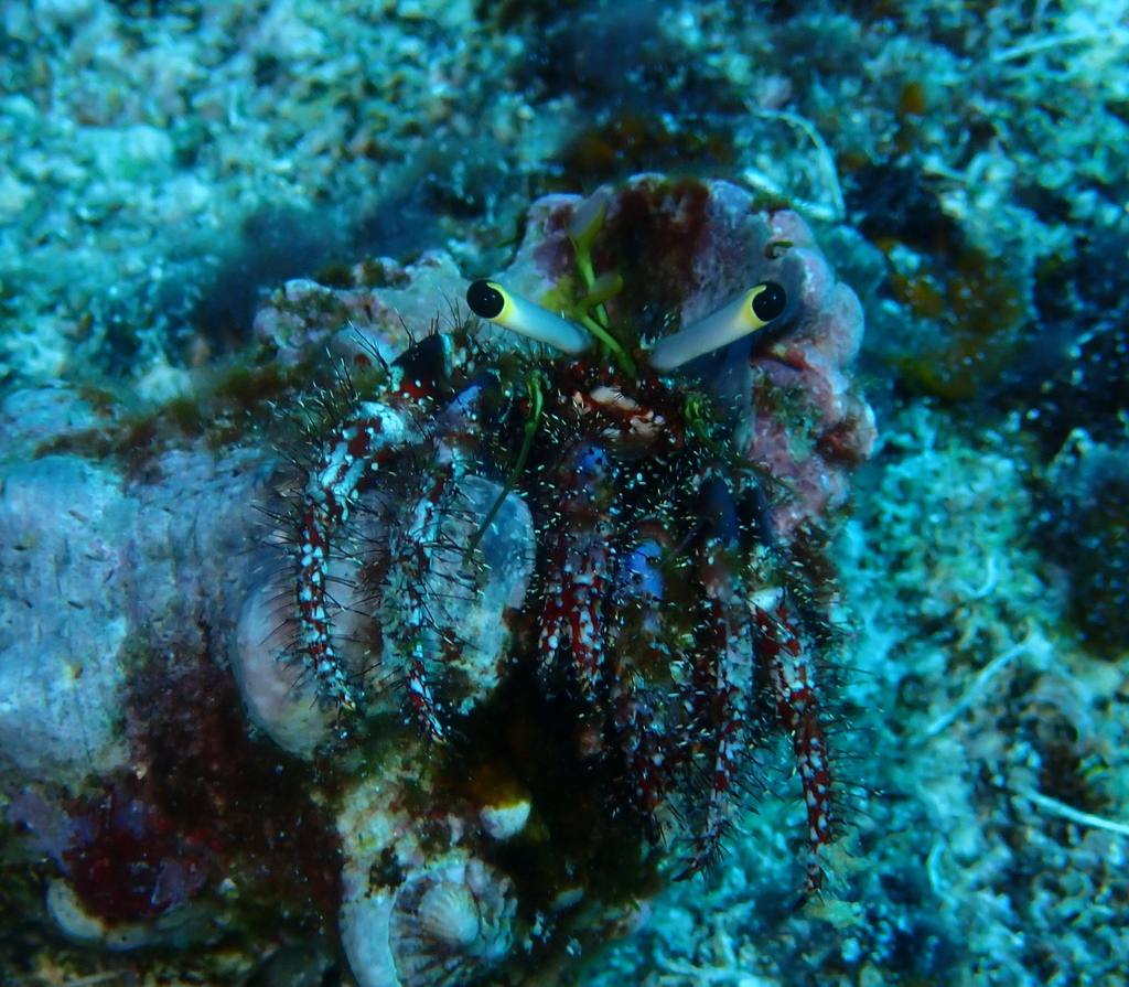 Black-eyed hermit crab